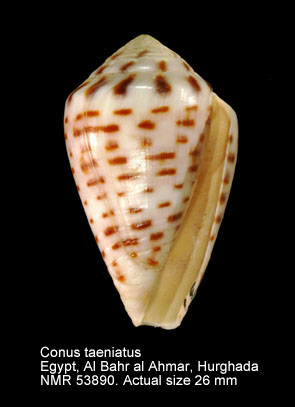 Conus taeniatus.jpg - Conus taeniatusHwass,1792